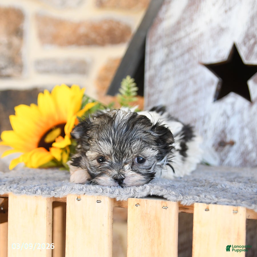 Maltipom dogs Minnie - Ad 2