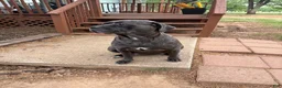 Cane Corso dogs for sale: Cane Corso 2 - Ad 2