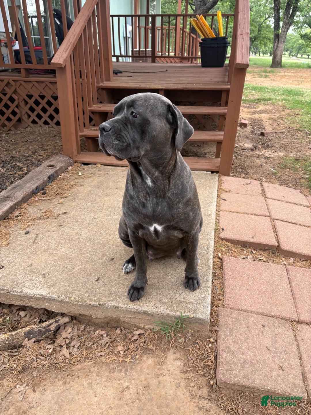Cane Corso dogs for sale: Cane Corso 2 - Ad 2