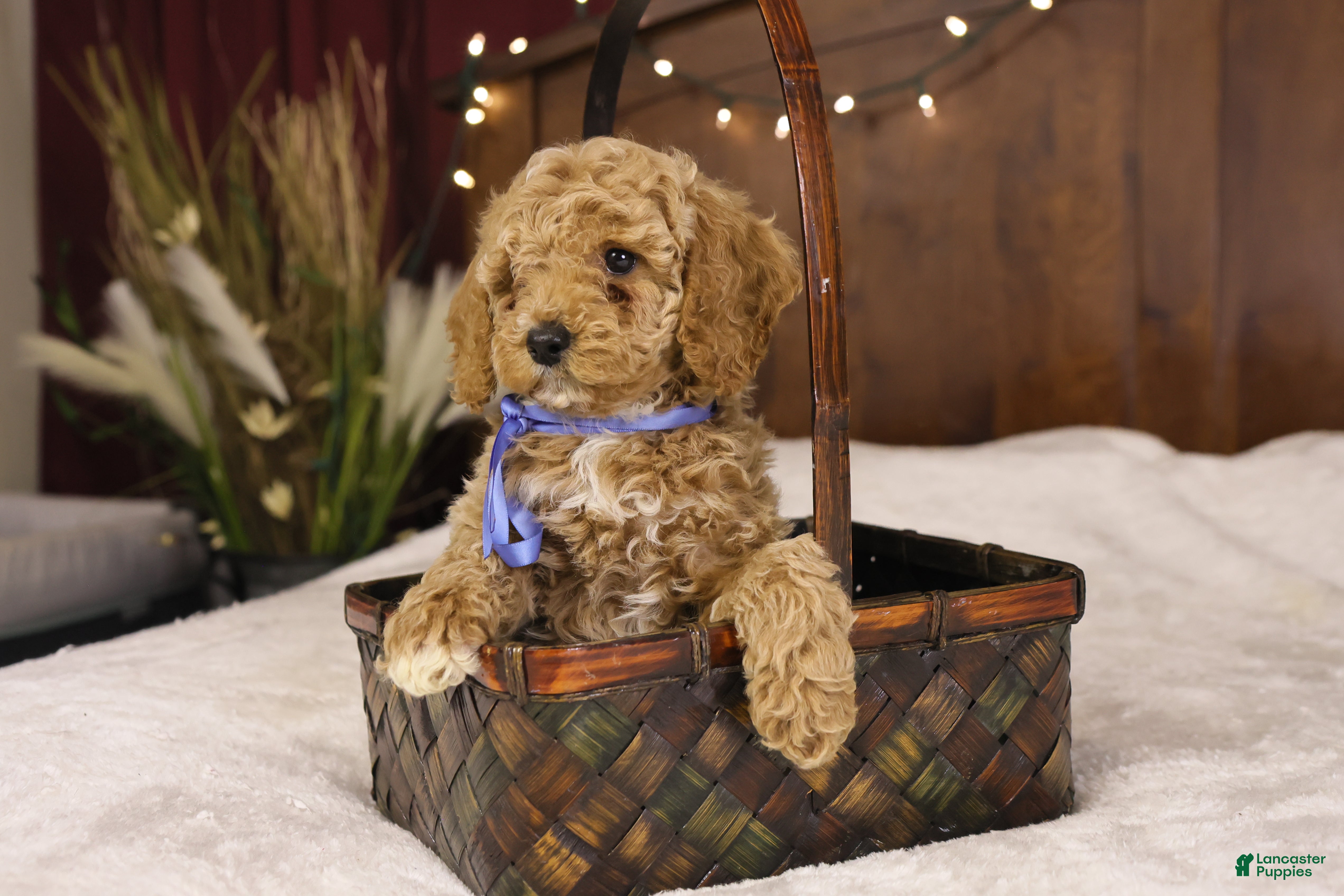 Goldendoodle dogs Charlie - Ad 2