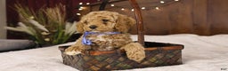 Goldendoodle dogs for sale: Charlie - Ad 2