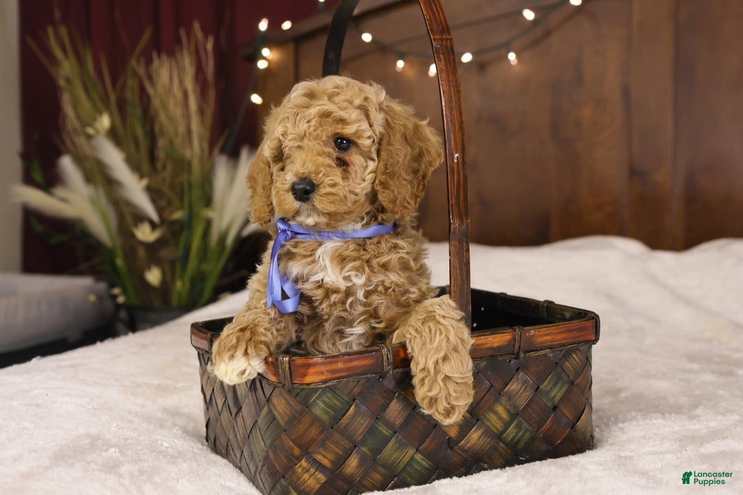 Goldendoodle dogs for sale: Charlie - Ad 2