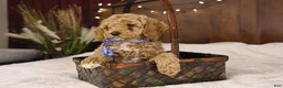 Goldendoodle dogs for sale: Charlie - Ad 2