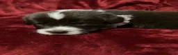 Newfoundland dogs for sale: Mo mo - Ad 2