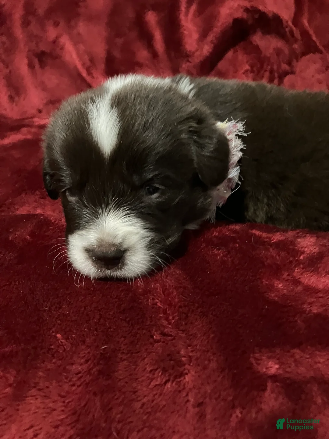 Newfoundland dogs for sale: Mo mo - Ad 2