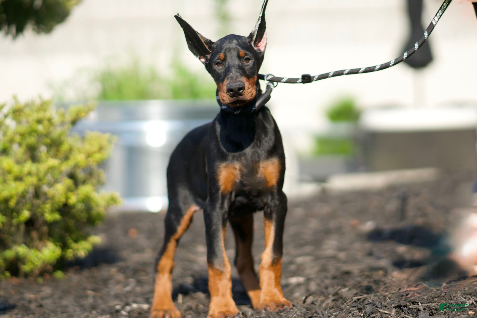 Doberman Pinscher dogs Zara AKC European Doberman HUGE - Ad 2