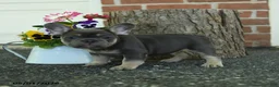 French Bulldog dogs for sale: Skippy - Ad 4