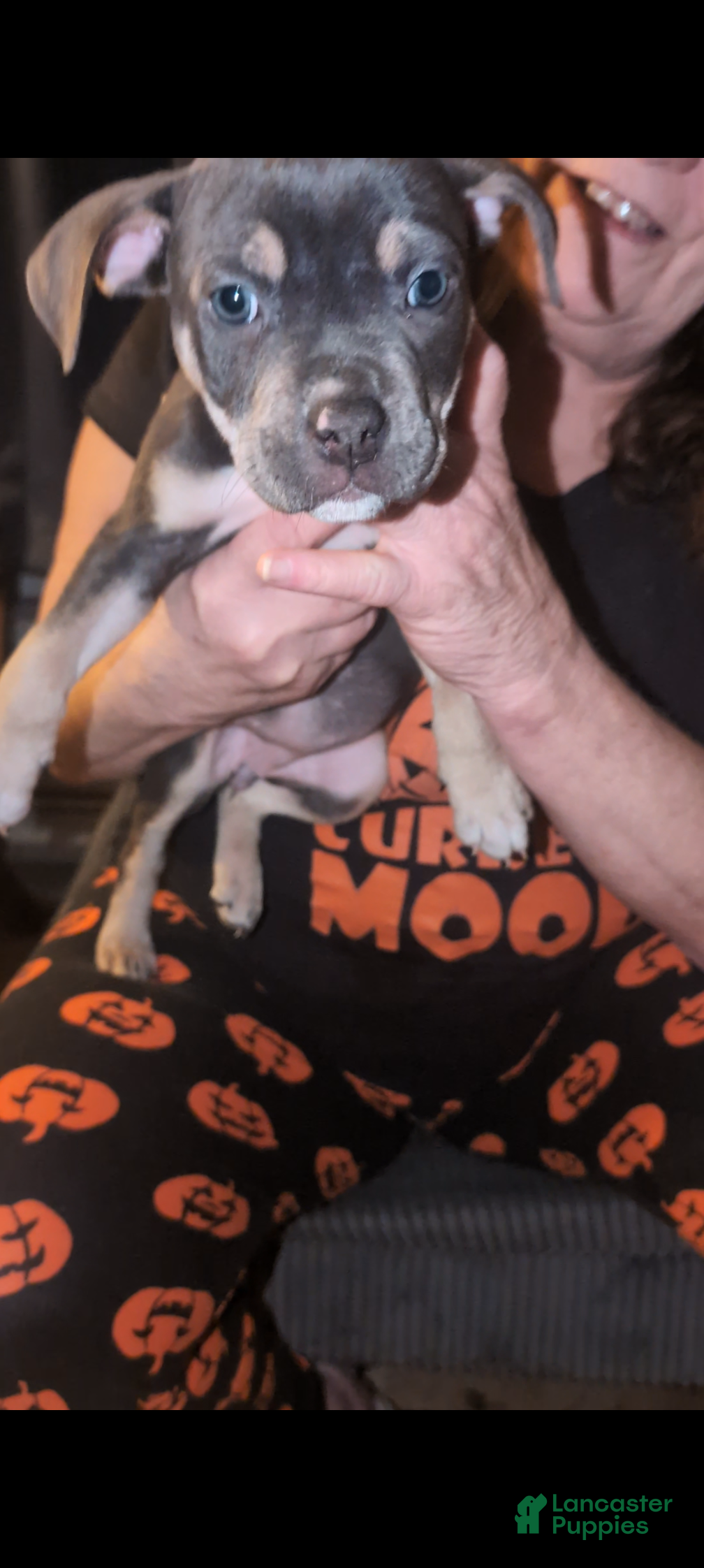 American Bully dogs American Bully Puppy 5 - Ad 6