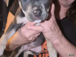 American Bully dogs American Bully Puppy 5 - Ad 6