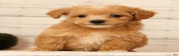 Bichpoo dogs for sale: Omar - Ad 4