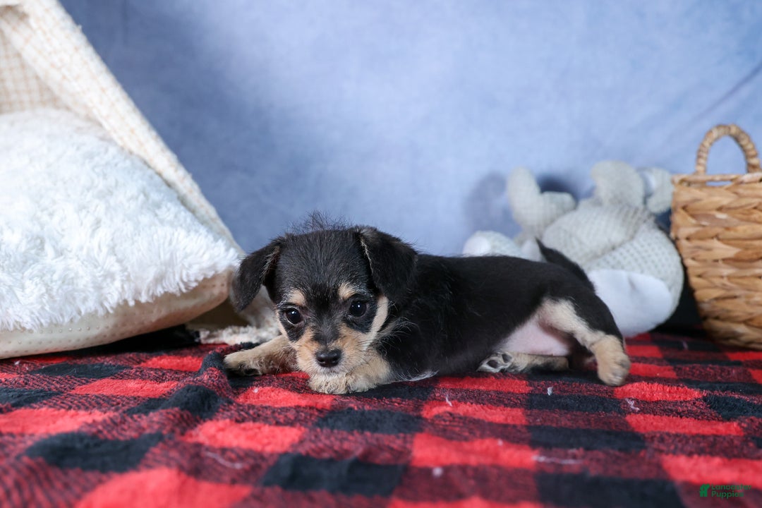 Chipoo dogs for sale: Kinsley - Ad 16