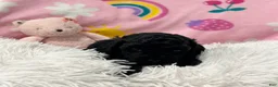Cavapoo dogs for sale: Stella - Ad 5