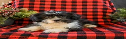 Shih Tzu dogs for sale: Ace - Ad 3