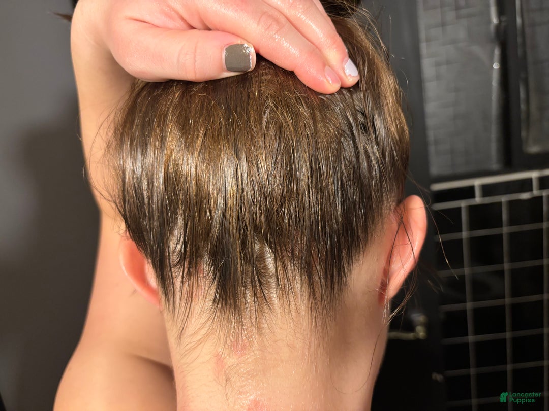 American Bully dogs for sale: Milli - Ad 26