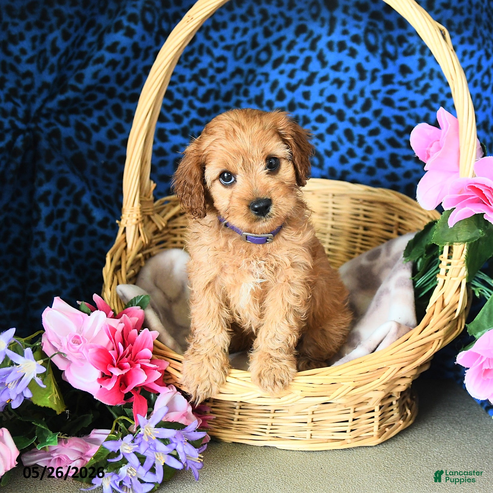 Cavapoo dogs Carly - Ad 1