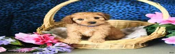 Cavapoo dogs for sale: Carly - Ad 1