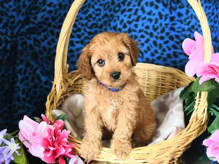 Cavapoo dogs for sale: Carly - Ad 1