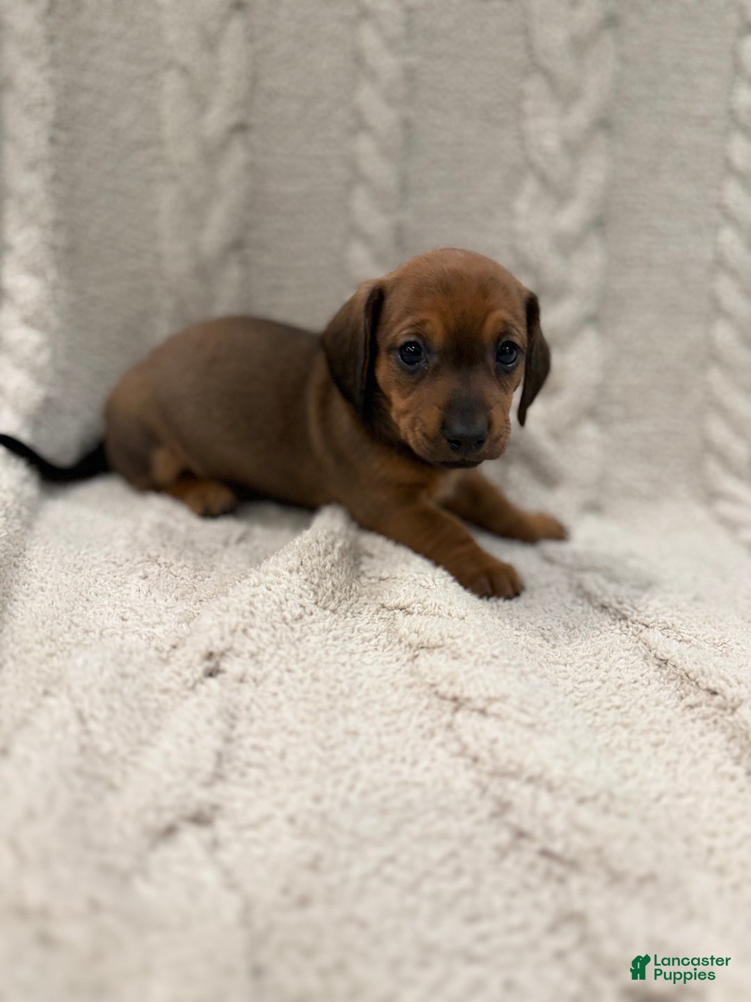 Dachshund dogs for sale: Dachshund Puppy 7 - Ad 4