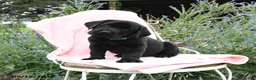 Labrador Retriever dogs for sale: Monty - Ad 3