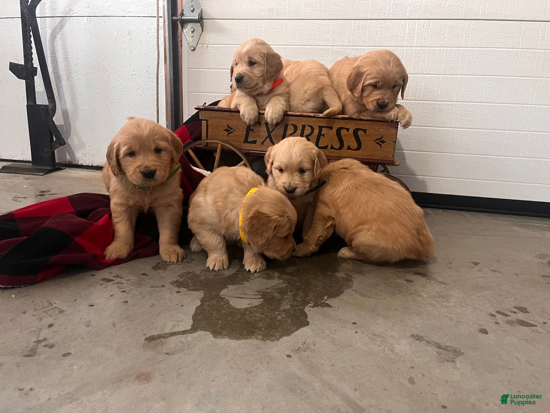 Standard Poodle dogs for sale: Mango🐾❤️AKC Genetic Tested🐾❤️6108066386 - Ad 9