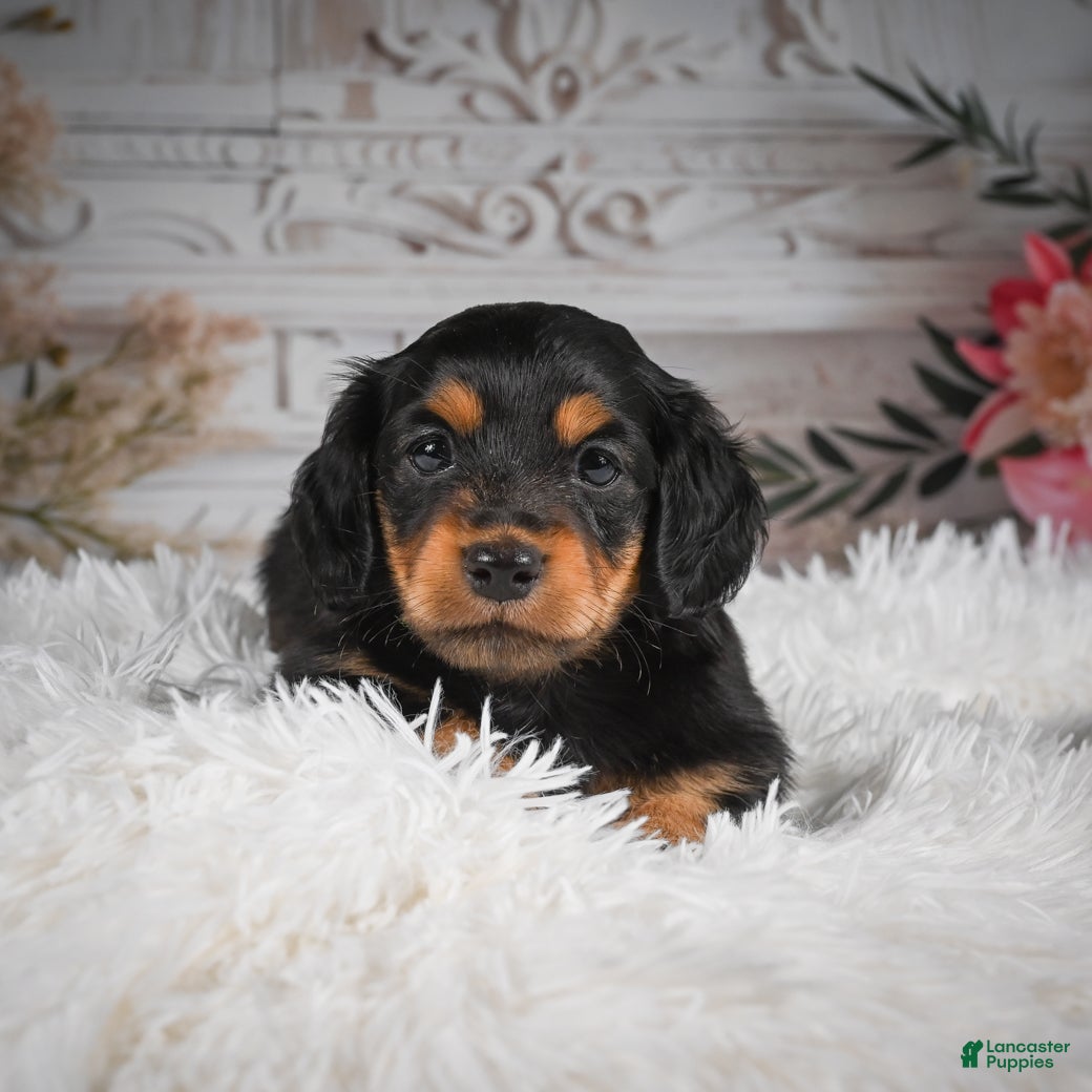 Miniature Dachshund dogs AKC-Jaxon - Ad 2