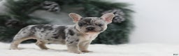 French Bulldog dogs for sale: Marco - Ad 12