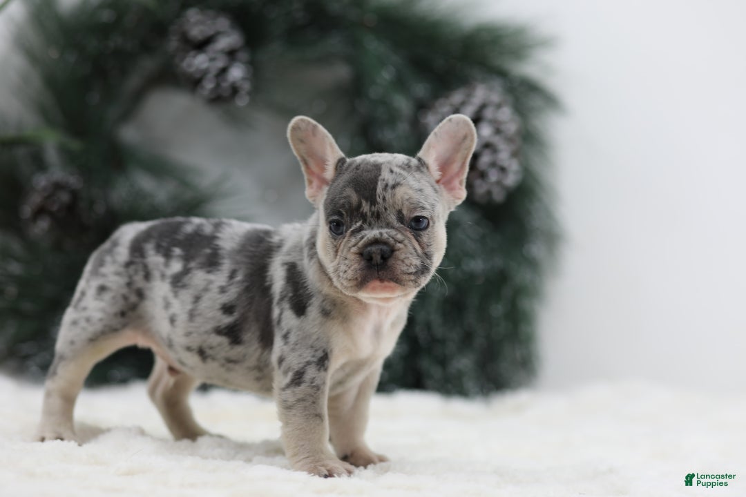 French Bulldog dogs for sale: Marco - Ad 12