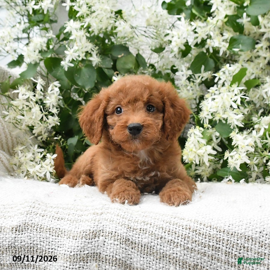 Goldendoodle dogs Jodi - Ad 2