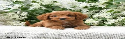 Goldendoodle dogs for sale: Jodi - Ad 2