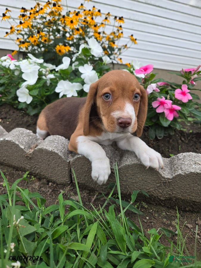 Beagle dogs Popeye - Ad 2