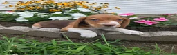 Beagle dogs for sale: Popeye - Ad 2