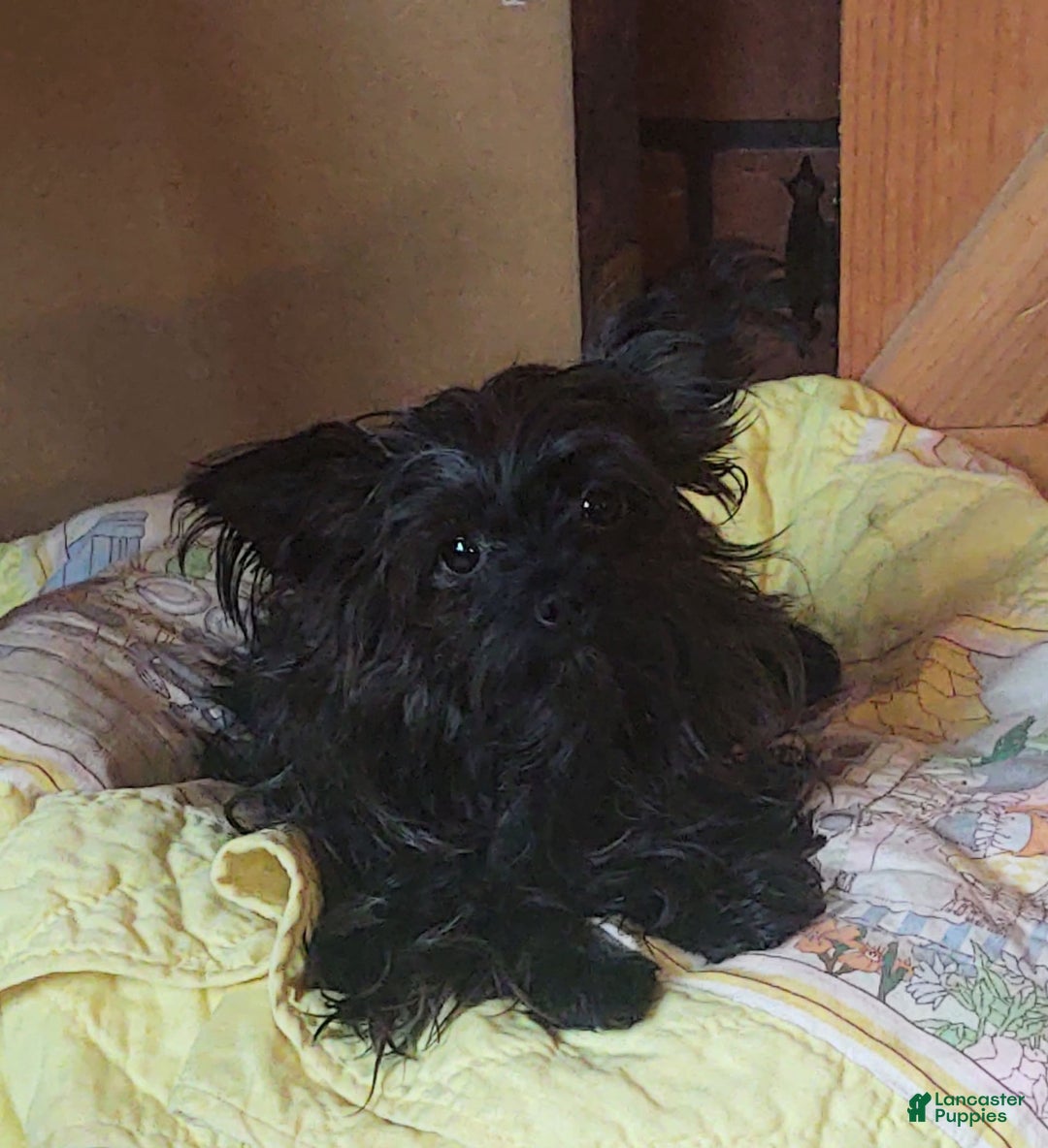 Gallery Image {{count}}