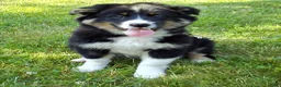 Australian Shepherd dogs for sale: Skip - Ad 10