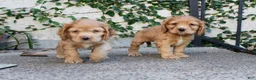 Cocker Spaniel dogs for sale: Ginger - Ad 1