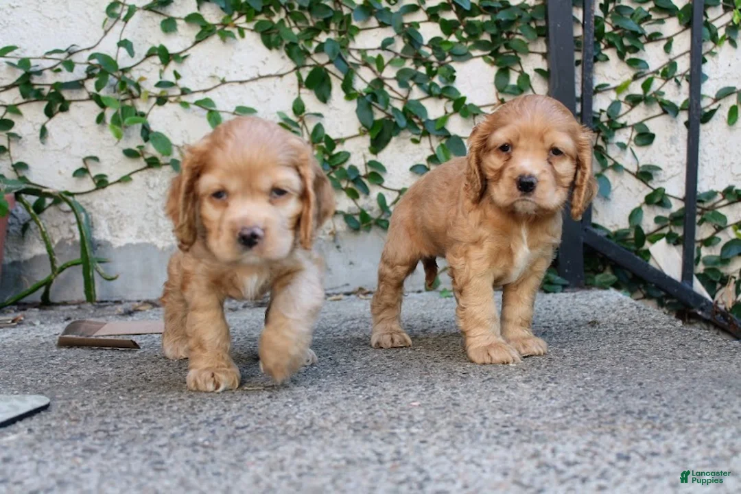 Cocker Spaniel dogs for sale: Ginger - Ad 1