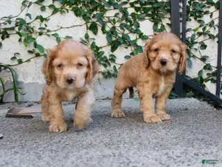 Cocker Spaniel dogs for sale: Ginger - Ad 1