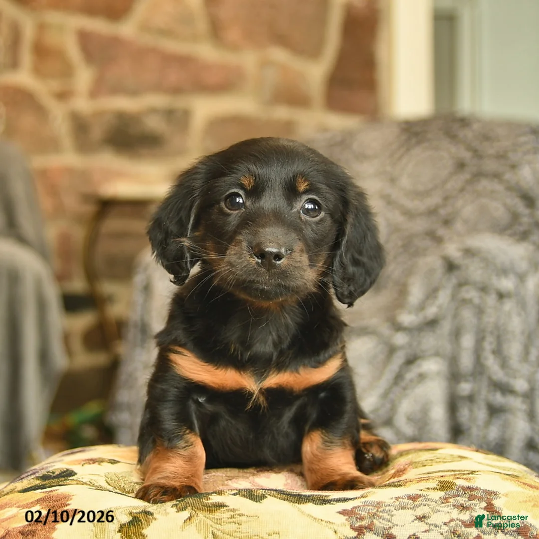 Miniature Dachshund dogs for sale: Micah  - Ad 2