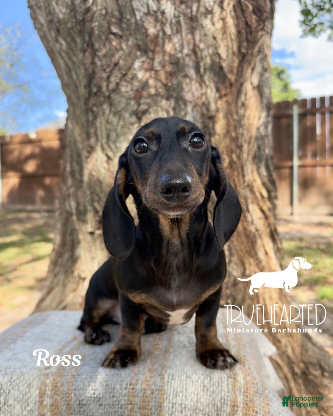 Miniature Dachshund dogs for sale: Ross - Ad 1