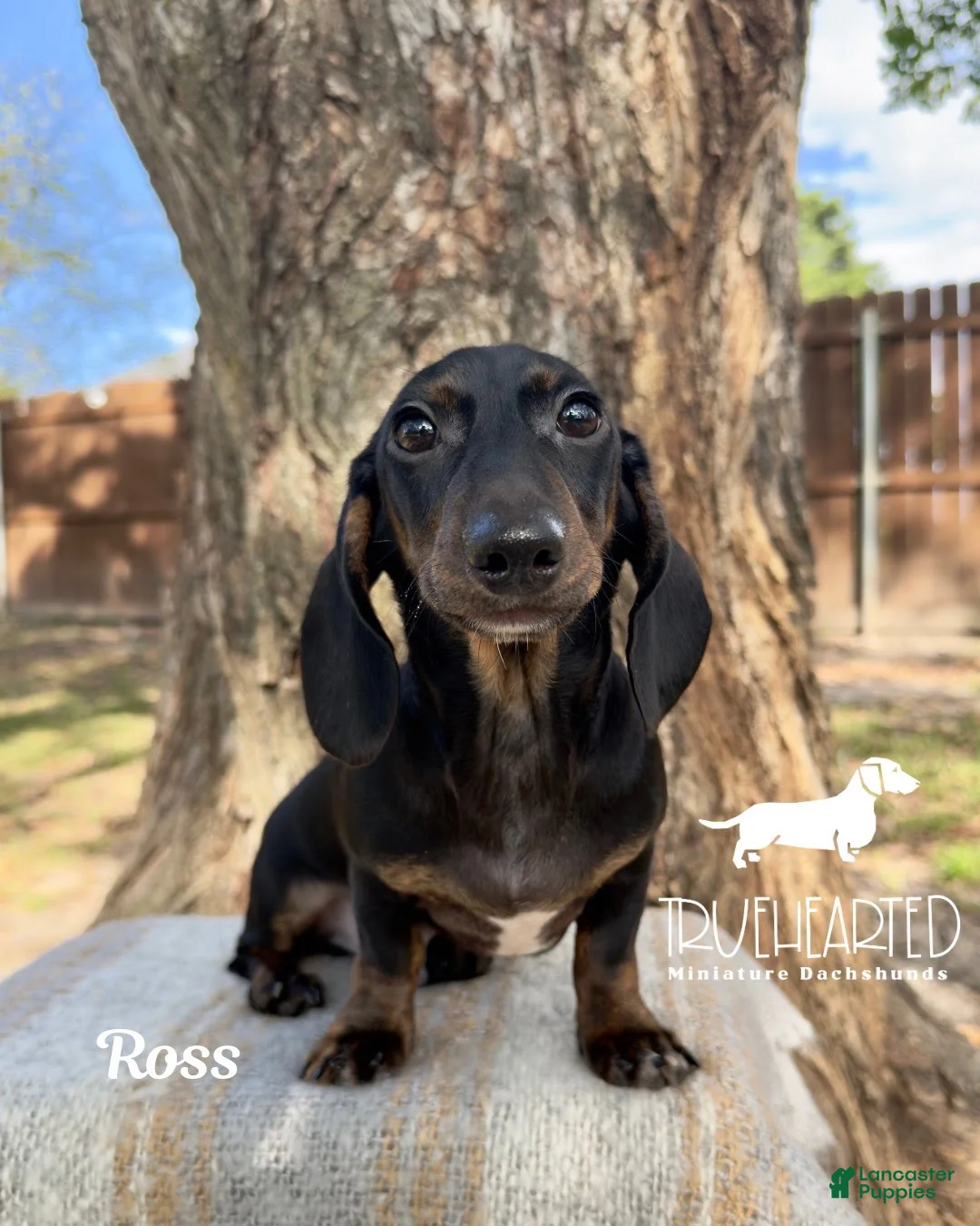 Miniature Dachshund dogs for sale: Ross - Ad 1