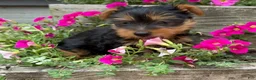 Yorkshire Terrier dogs for sale: Ruby - Ad 8