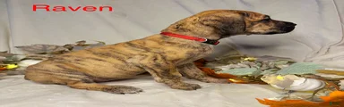 Raven