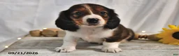 Miniature Dachshund dogs for sale: Macchiato - Ad 4