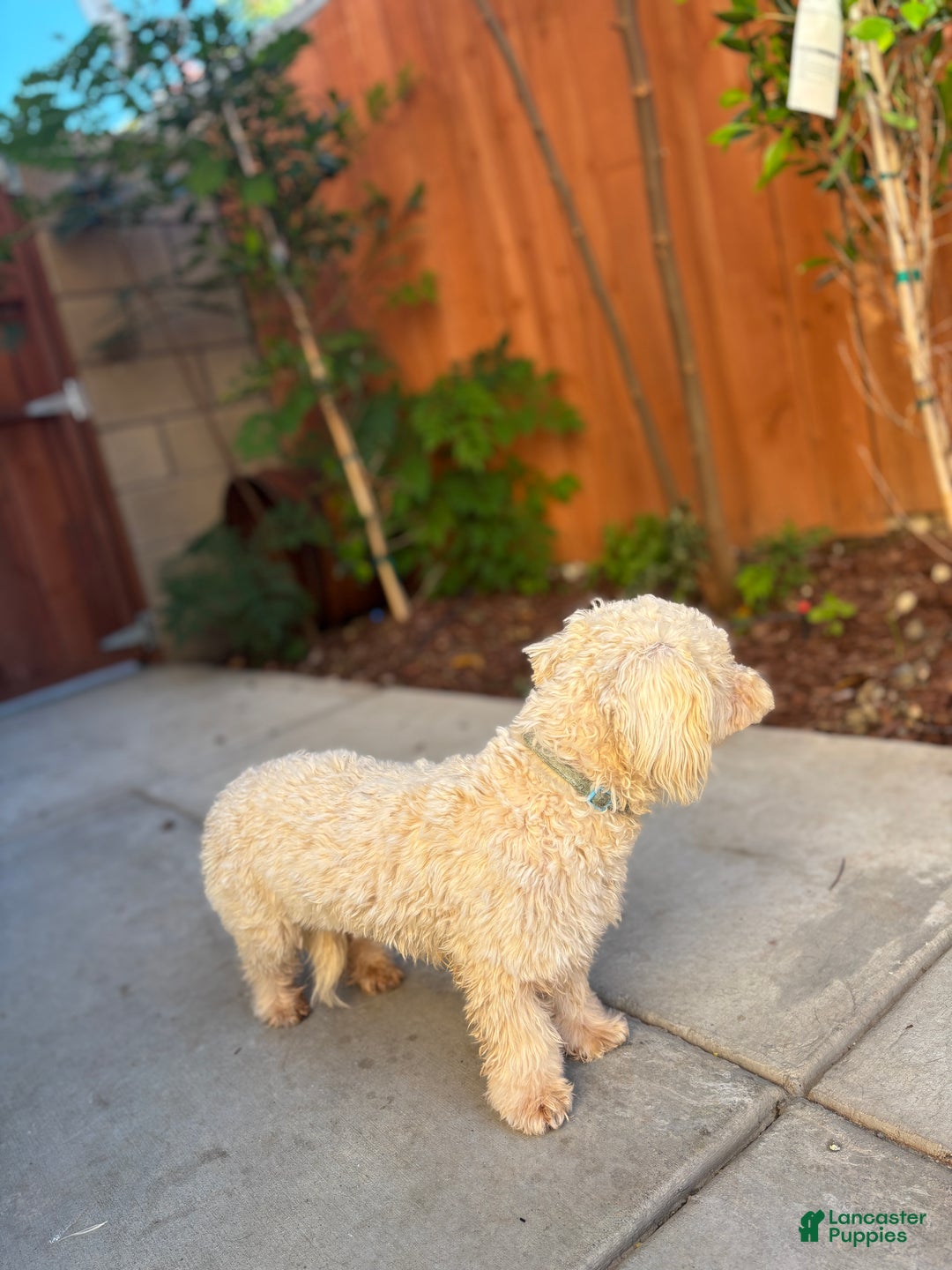 Miniature Poodle dogs for sale: Bell - Ad 2