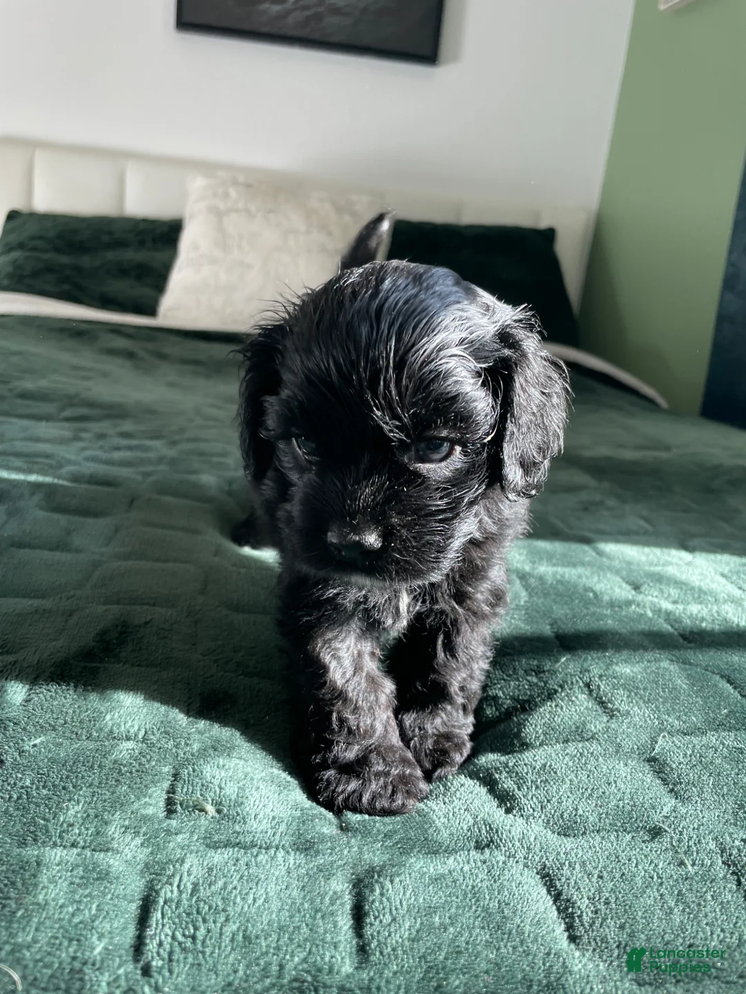 Cocker Spaniel dogs for sale: Steve - Ad 2