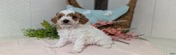 Miniature Poodle dogs for sale: Ziggy - Ad 2
