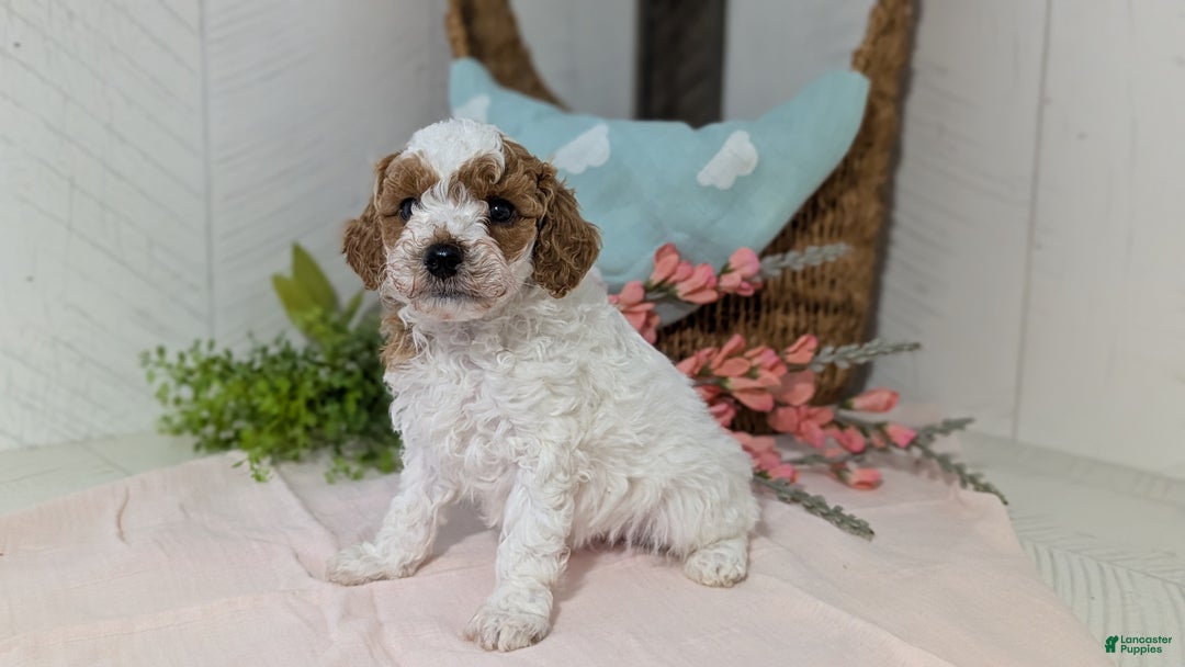 Miniature Poodle dogs for sale: Ziggy - Ad 2
