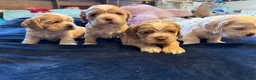 Cocker Spaniel dogs for sale: Daisy - Ad 13
