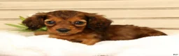 Miniature Dachshund dogs for sale: Gizmo - Ad 6
