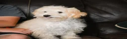 Maltipoo dogs for sale: Theodore - Ad 8