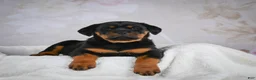 Rottweiler dogs for sale: Princess - Ad 5